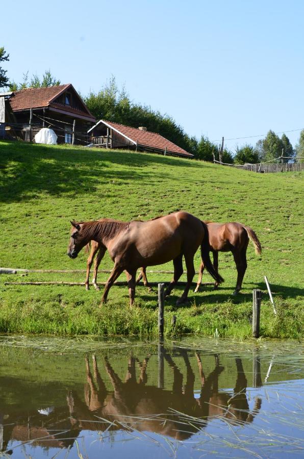 Farm stay 